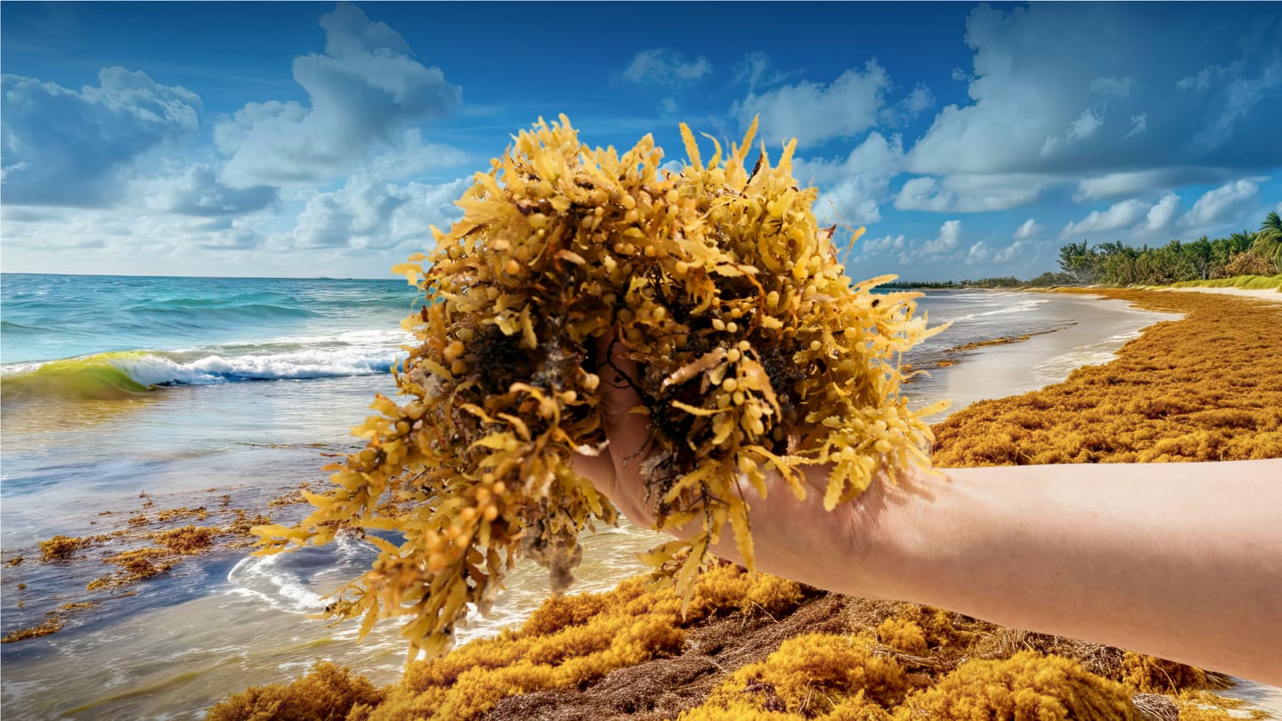 A hand holding a handful of Sargassum Seaweed