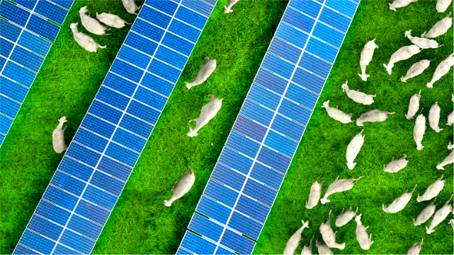 Several rows of solar panels on a grassy field filled with sheep
