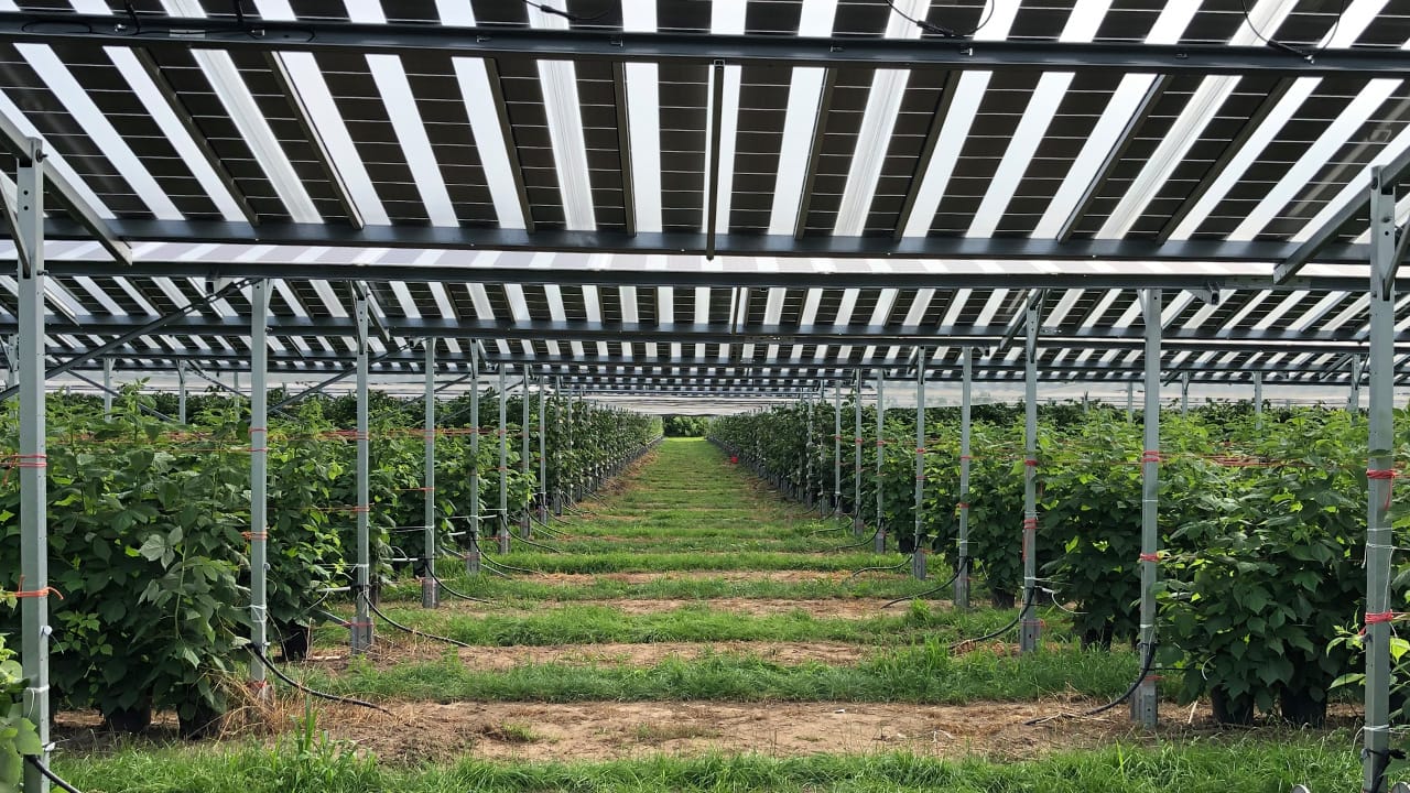 Solar Panels Plus Farming? Agrivoltaics Explained
