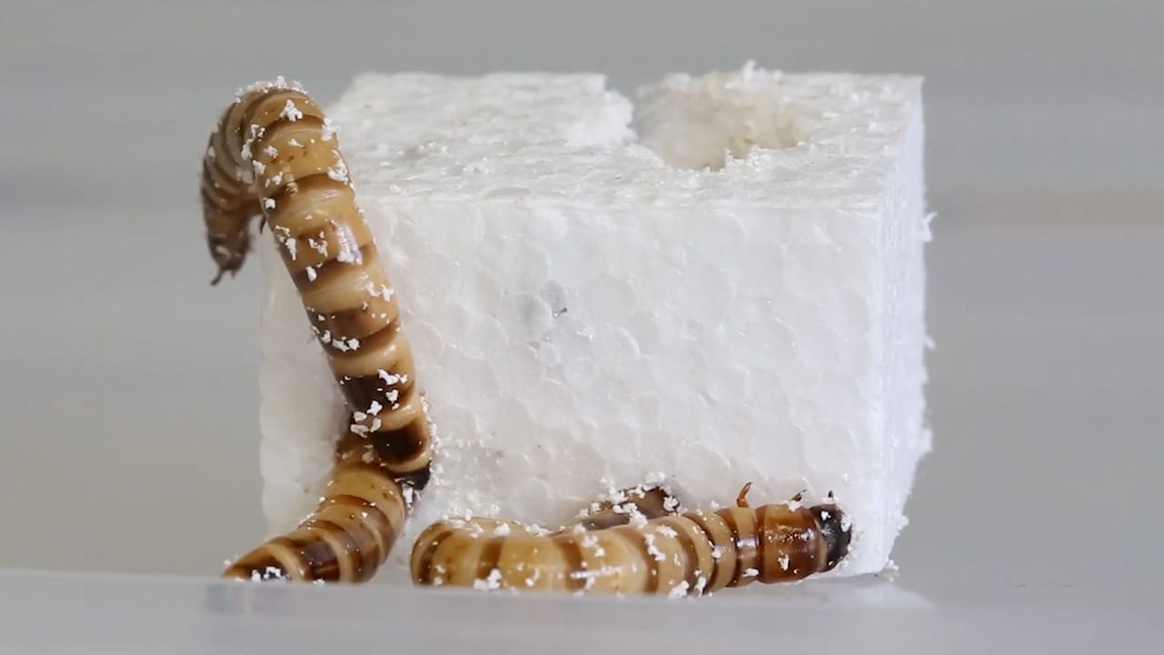 Plastic Eating Worms Eating Plastic