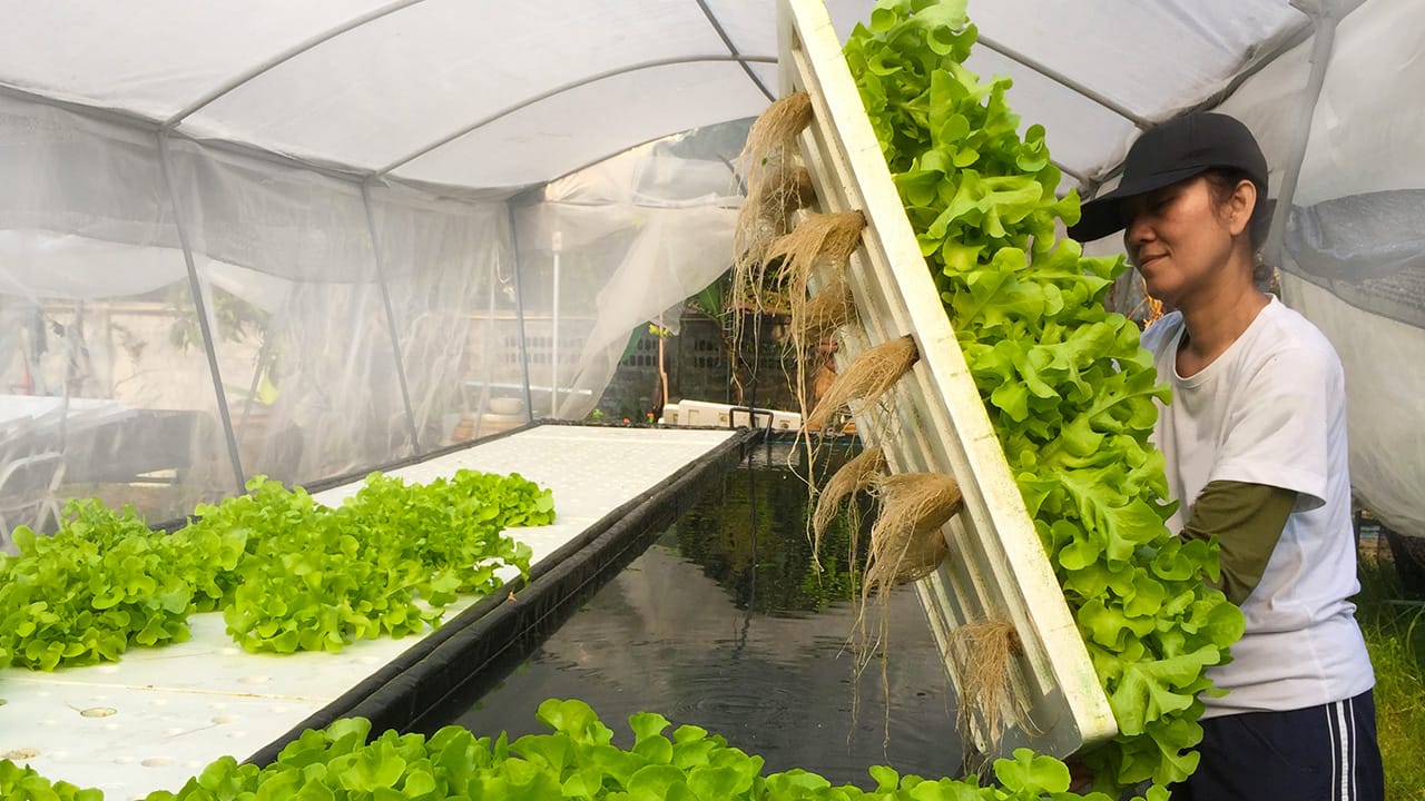 Aquaponics Worker Lifting Crops