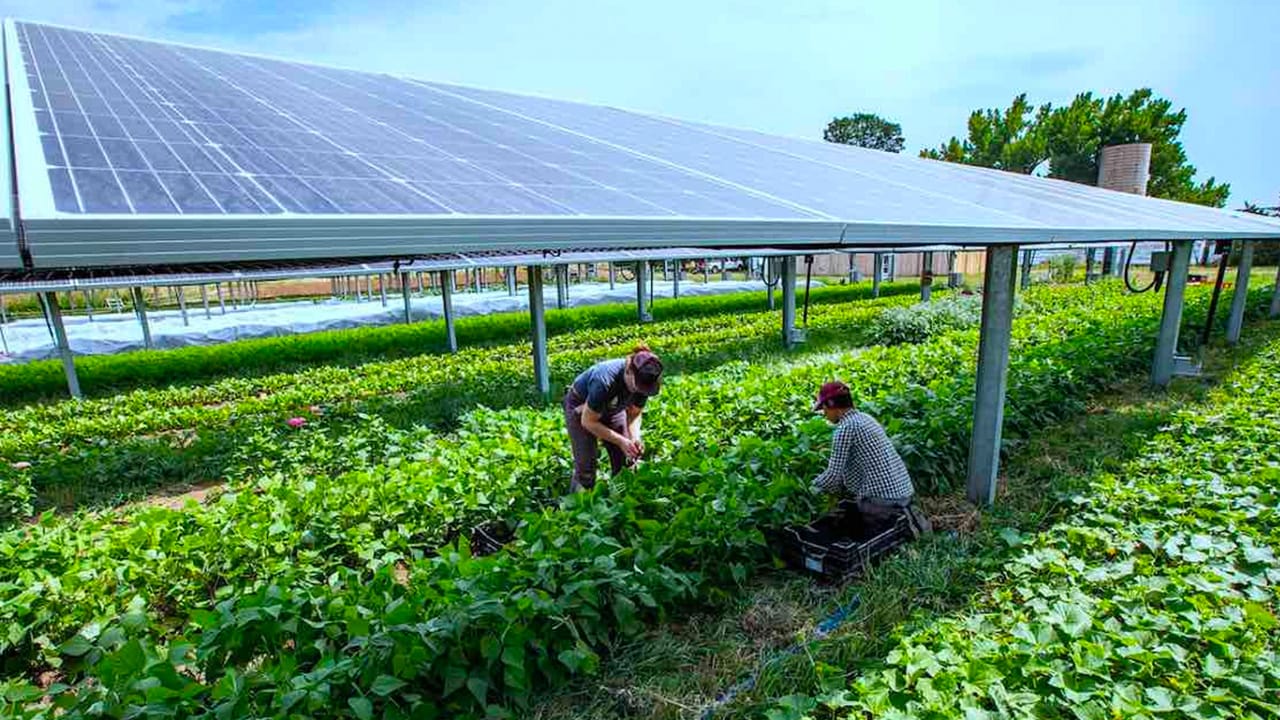 Agrivoltaics Solar Panels and Crops