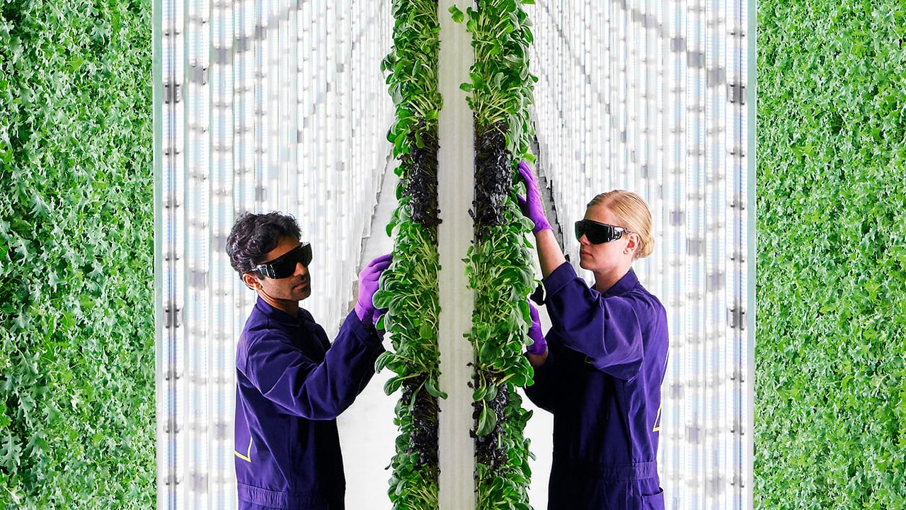 The Future of Food? The Growth of Vertical Farming