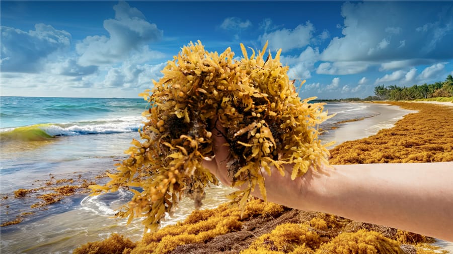 This Seaweed Was a Caribbean Disaster, Now It's Gold